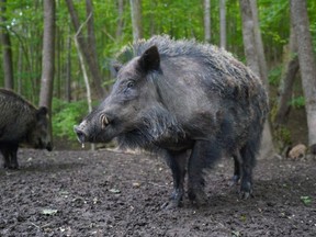 No sooner are wild pigs spotted out east in Pickering than reports come in from Burlington that the feral oinkers have also been seen in parts west.