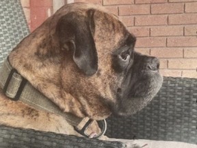 Frazer, a dog that was abducted in Barrie on Nov. 23