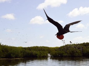A Magnificent frigatebird soars by with its scarlet throat pouch on display at the Frigate Bird Sanctuary. EDDIE CHAU