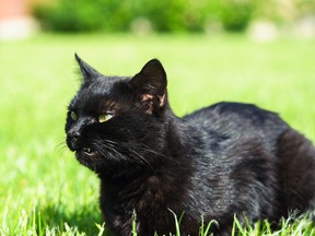 Growling black cat on grass.