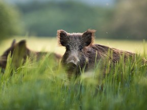 A pack of wild boars was spotted in the Pickering area this week, a development being watched carefully by Ontario’s Ministry of Natural Resources and Forestry(MNR).