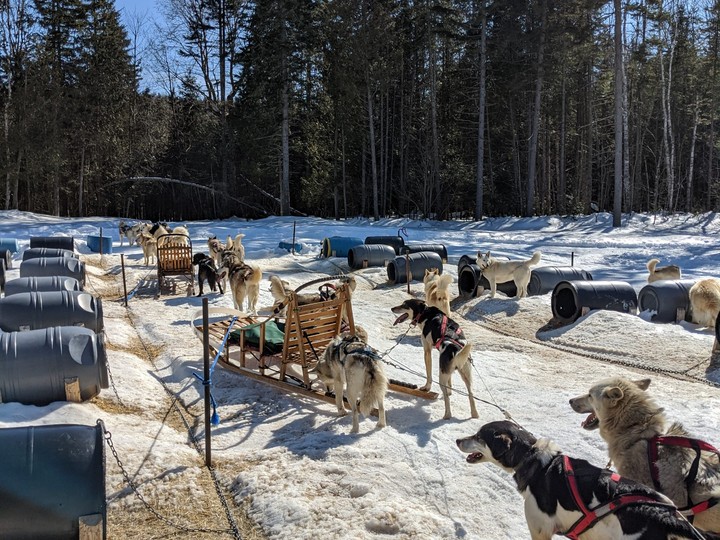  Sled dogs are ready to hit the trails at Sacacomie Hotel in Saint-Alexis-des-Monts, Que.