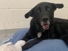 Merlin, an eight-year-old retriever-Labrador-German shepherd mix, is available for adoption from the Toronto Humane Society.