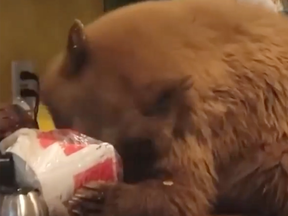 On Oct. 28, a California man came home to find a small bear on the counter chowing down on his bucket of Kentucky Fried Chicken.