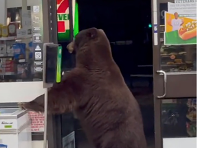 a black bear made it inside a California 7-Eleven and in the process gave a worker there quite a fright.