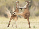 HIGHLY COMMENDED AWARD - Lea Scaddan's fighting kangaroos, Perth, Western Australia.

