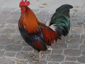 A rooster in Centennial Park in Ybor City, Fla.