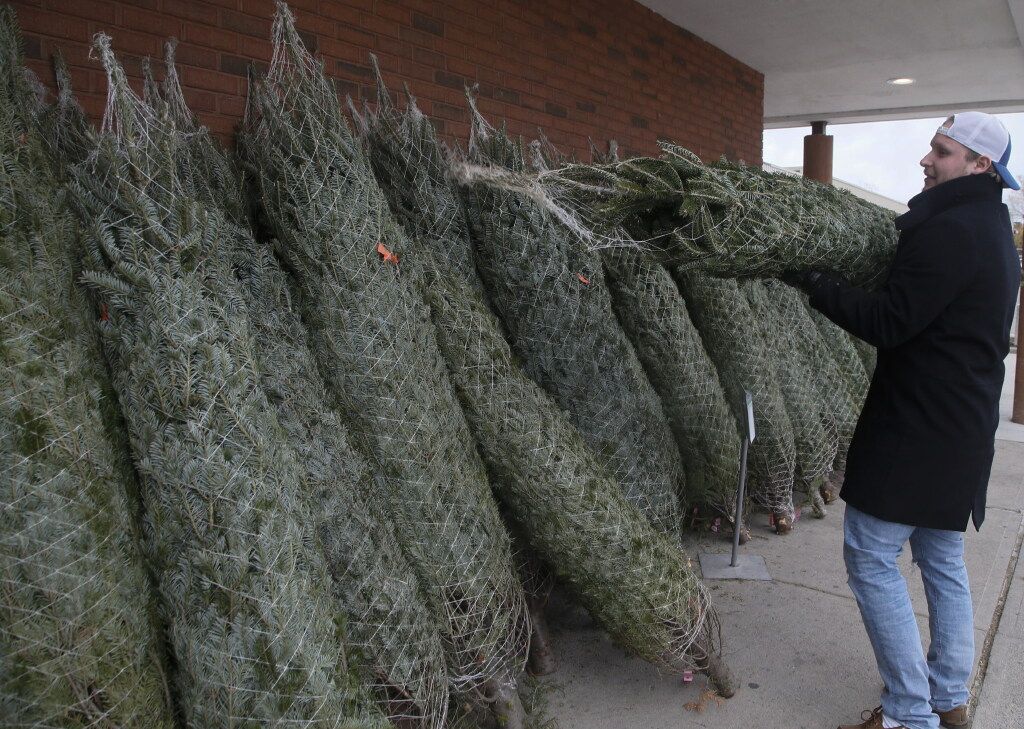 Christmas Trees In Short Supply As Demand Doubles Over Five Years   Christmas Trees 2 