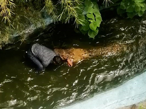 Man in water with crocodile biting his arm.