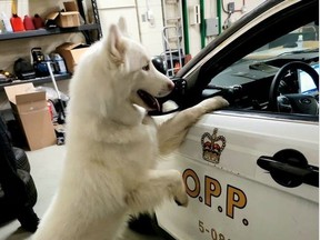 This shaggy white dog is safe at home after it was spotted wandering on Hwy. 404.