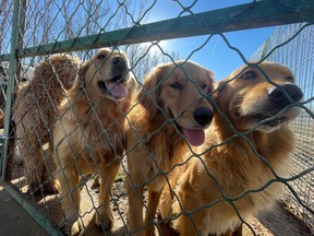 Dogs rescued by NDLB.