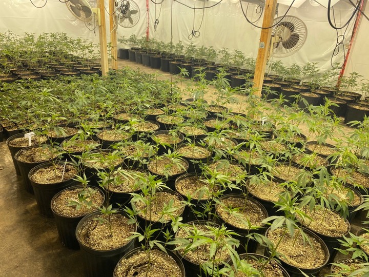  Illegal marijuana grow-op that police claimed was connected to a cross-border, helicopter-based smuggling operation.