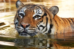 Eko der Tiger, der getötet wurde, nachdem er einen Mann in den Arm gebissen hatte, als er einen nicht autorisierten Teil des Zoos von Neapel betrat, ist in Neapel, Florida, USA, auf diesem Handout-Foto vom Februar 2020 zu sehen. Naples Zoo / Handout über REUTERS