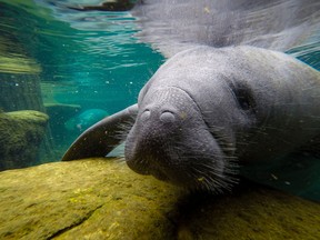 A manatee swims in a recovery pool at the David A. Straz, Jr. Manatee Critical Care Center in ZooTampa at Lowry Park in Tampa, Florida on January 19, 2021.