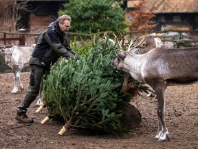 Reindeer feasts on Chrismas trees at the Berlin Zoo, Germany, on December 29, 2021.