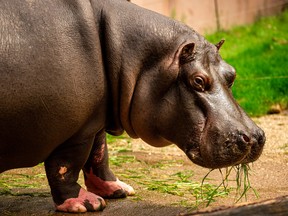 A hippo that has recently tested positive for COVID-19 is seen at Antwerp Zoo, amid the COVID-19 pandemic, in this handout photo taken last summer.