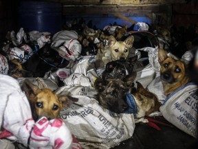 Dogs destined for slaughter are tied up in sacks in Indonesia.