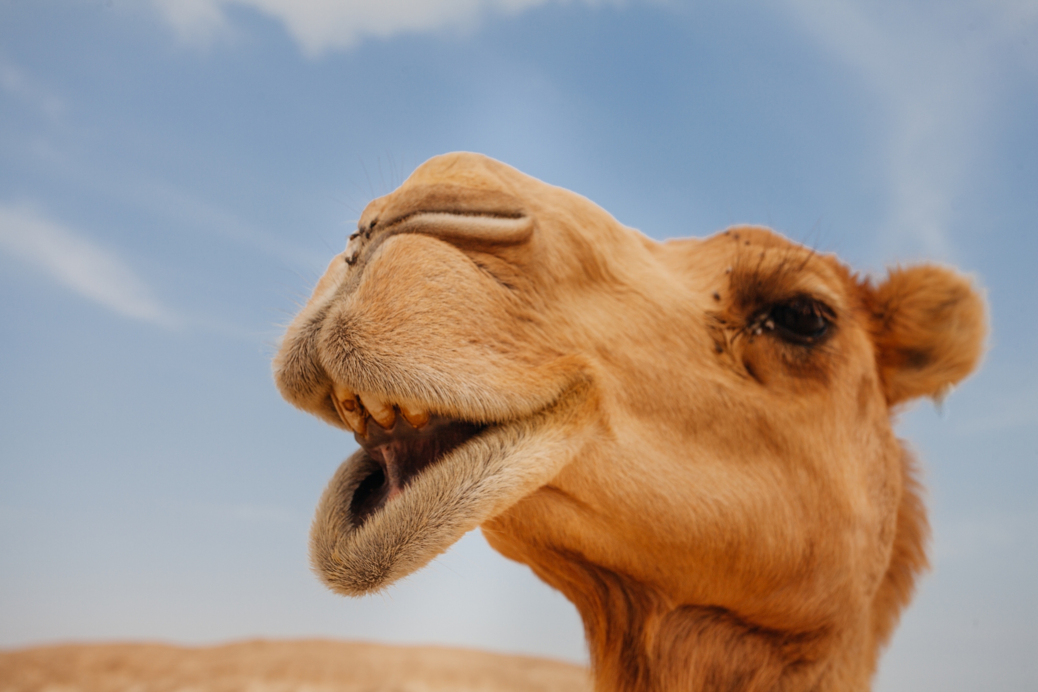 Botox gets camels booted from beauty pageant | Toronto Sun