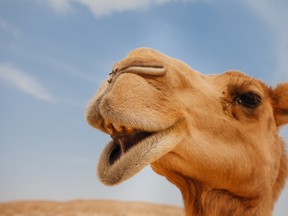 A camel gets its close up.