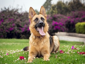 german shepherd dog lying on the grass