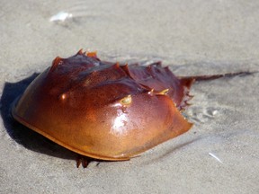 Horseshoe crab on a sandy beach in Cocoa Beach, Fla.