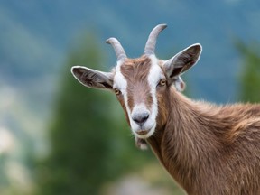 A generic goat looking at the camera
