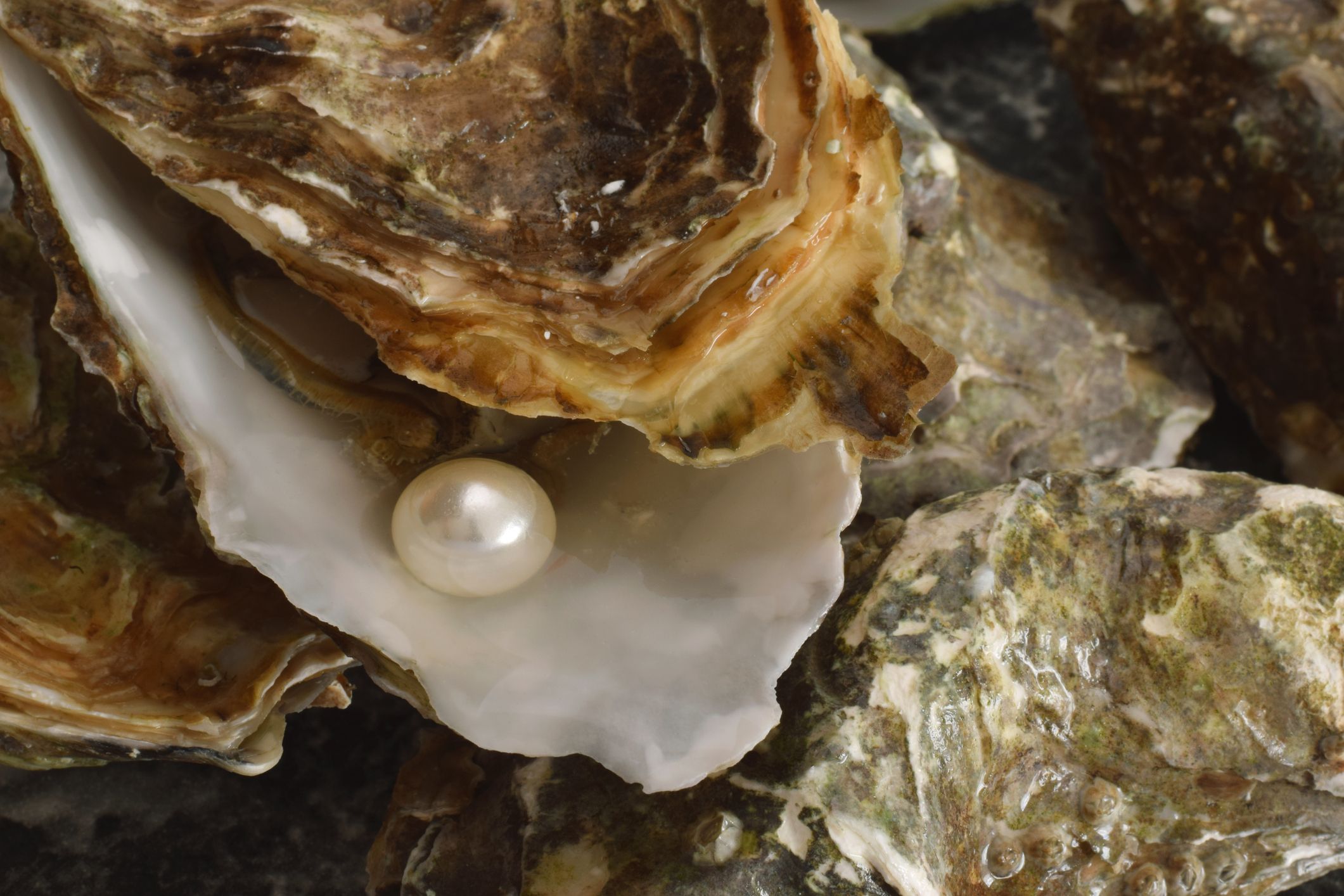 Fake pearls in on sale oysters