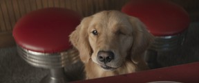 Lucky the Pizza Dog in a scene from Hawkeye.