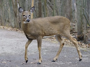 A deer is seen at the Michel-Chartrand Park in Longueuil, Que., Friday, Nov. 13, 2020.