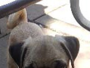 Police seek help locating a stolen dog, Bugsy, a four-year-old male Pug.