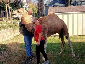 A camel, dubbed Forrest Hump, broke free from a live Nativity scene in Bonner Springs, Kansas, and was on the run for about 24 hours until it was rounded up on Sunday, Dec. 5, 2021.