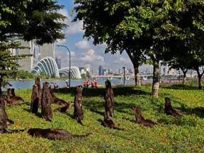 Otters look out to the city skyline in Singapore.