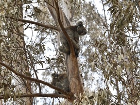 Koalas on Australia's Kangaroo Island as a Humane Society International team attempts to rescue them from bush fires in January 2020.