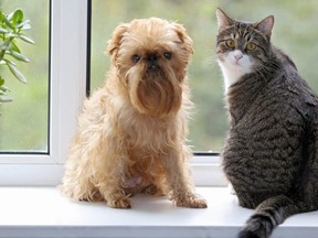 Cat and dog sitting on a window sill.