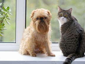 Cat and dog sitting on a window sill.