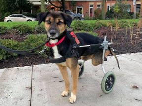 Sam, a 4 year old paralyzed dog from India, is looking for his Forever Home at the New Collar Collective in Toronto.
