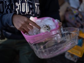 A volunteer takes care of a hamster after stopping an owner from surrendering it to the government outside the New Territories South Animal Management Centre the New Territories South Animal Management Centre on January 20, 2022 in Hong Kong.