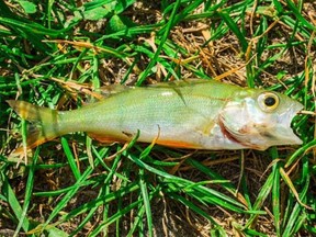 Auf eine Stadt in Texas regnet es Fische.