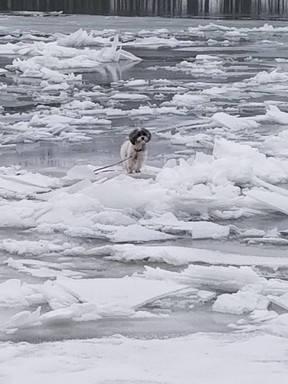 A stranded Shih Tzu on January 13, 2022 on the Seneca River in Plainville, NY.