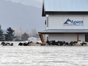 Cows are seen stranded due to widespread flooding in Abbotsford, B.C., Nov. 16, 2021.