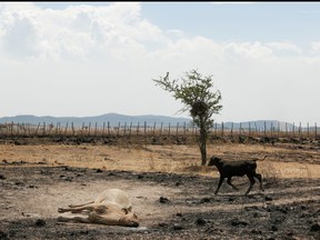 In this file photo, a calf runs past a dead cow in a drought-stricken area that has been scorched by a forest fire, in Caapucu, Paraguay,  Jan. 14, 2022.
