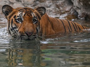 A bengal tiger.