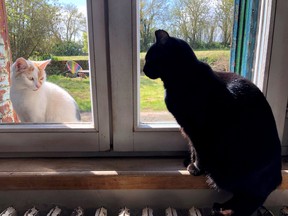 A black cat looks at a cat sitting outside the window in France in a file photo.