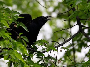 A crow is pictured in a file photo.