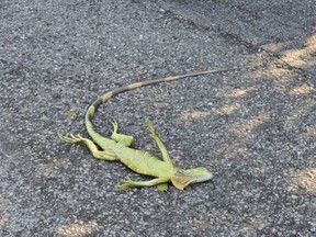 An iguana lies on the ground, as the cold-blooded animal's metabolism slows down and it becomes lethargic due to the temperature dropping to as much as 4 Celsius (40 Fahrenheit) in Islamorada, Fla., on Jan. 22, in this still image obtained from social media.