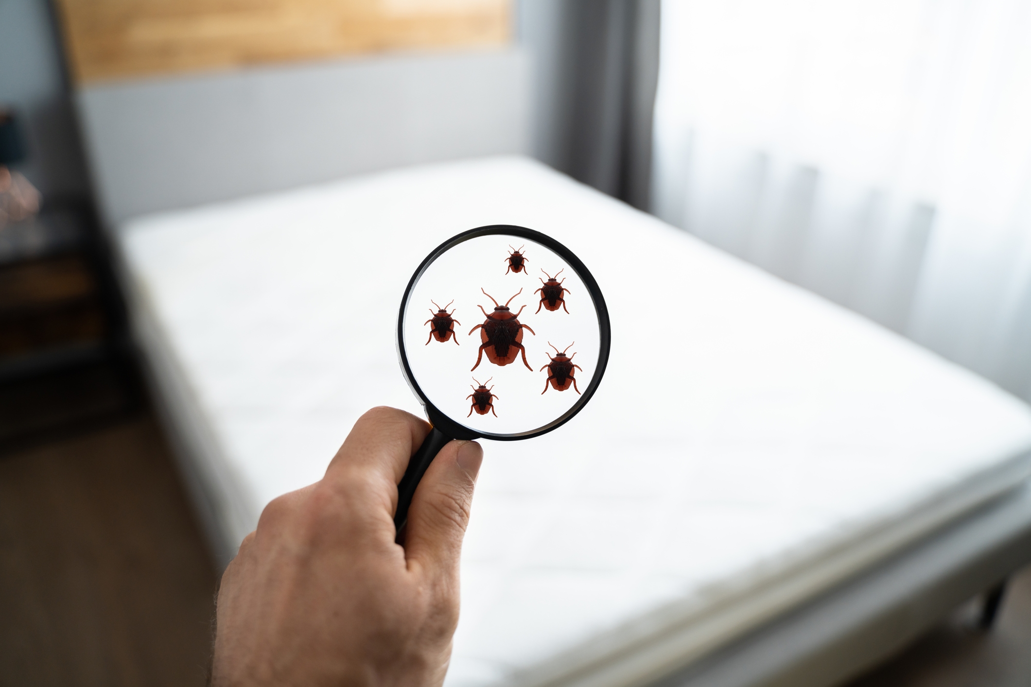 pest-problems-canadians-despise-bed-bugs-rats-most-survey-says