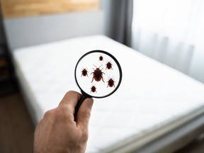 In Canada, online searches for pest control increased 200% in the past 12 months, according to a report from Confused.com.