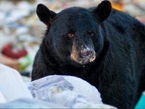 black bear eating garbage