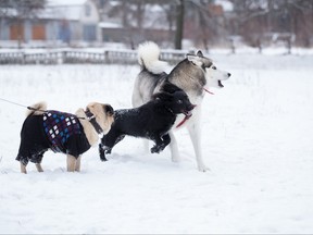 Dogs are playing in the winter.
