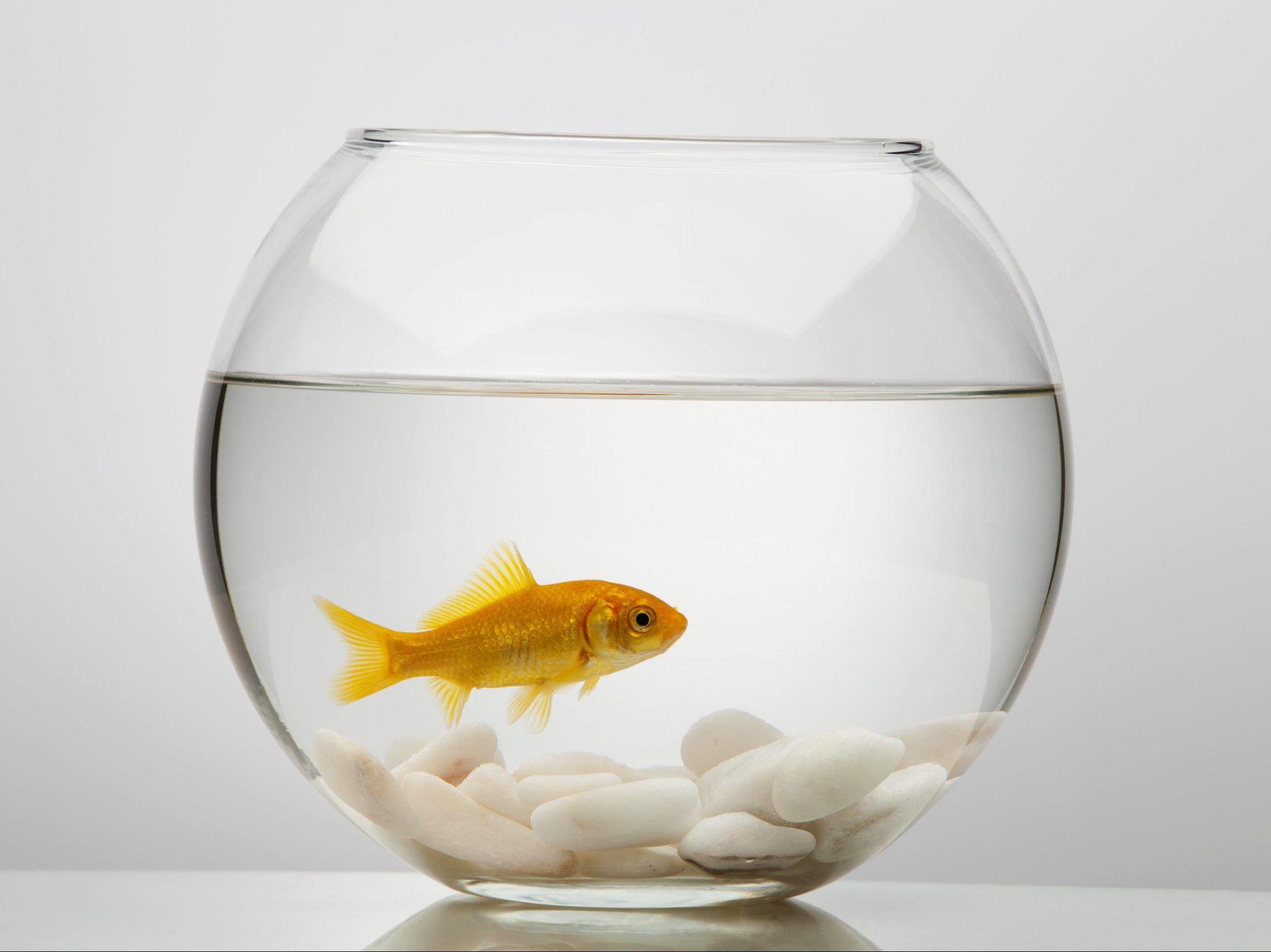 French pet care firm stops selling fish bowls - they drive fish mad ...